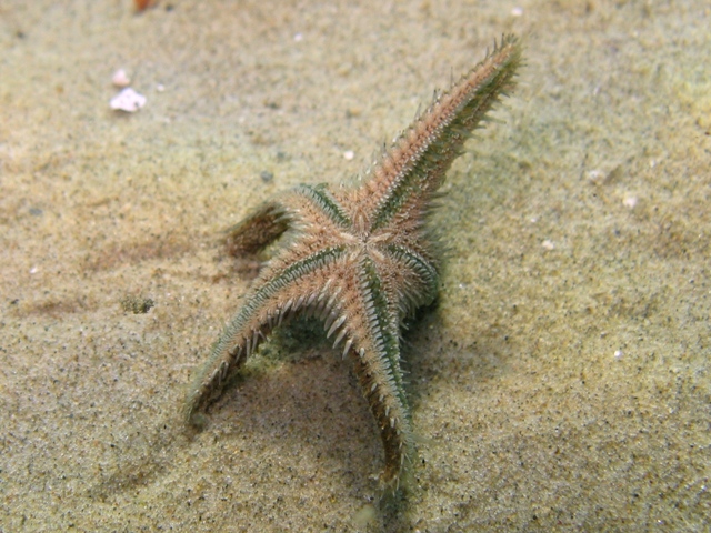 Astropecten spinulosus (Philippi, 1837)